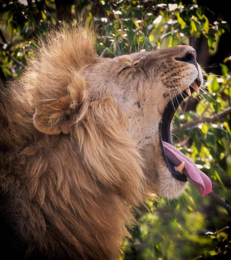 Lion roaring
