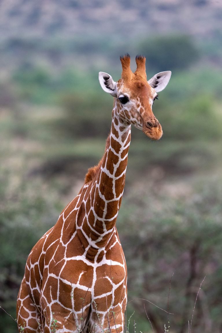 Giraffe in Kenya