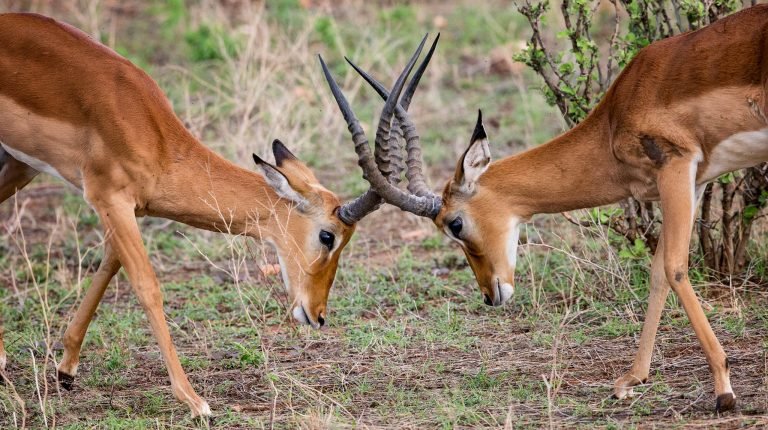 Wildlife in Kenya