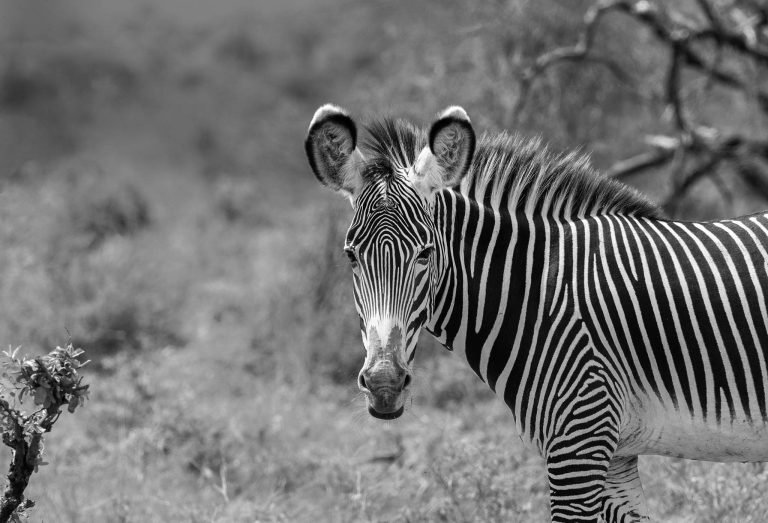 Zebra in Kenya, Africa