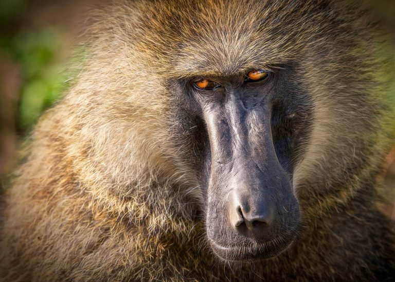 Wildlife in Kenya