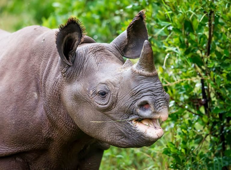 Rhino in Kenya