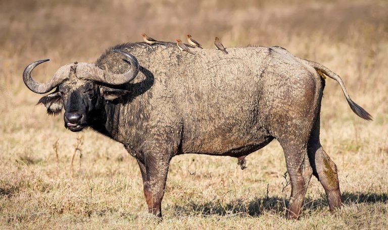 Wildlife in Kenya