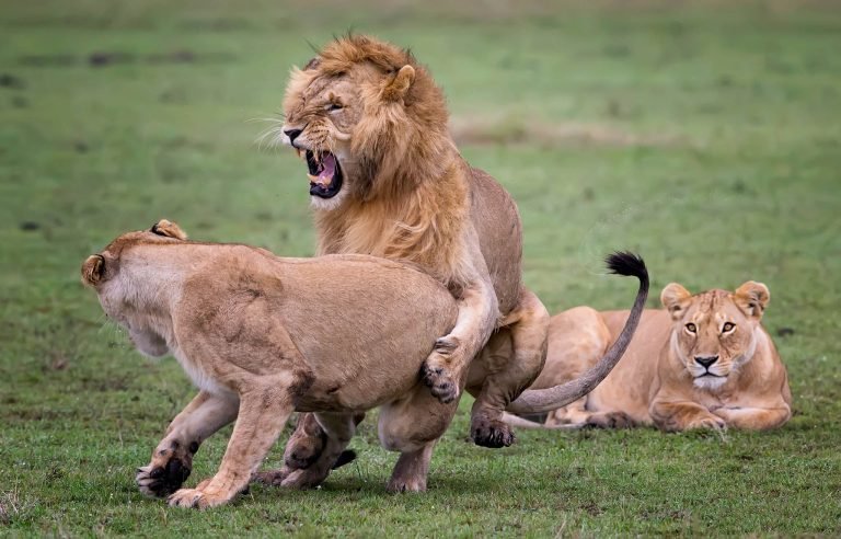 Lions in Kenya