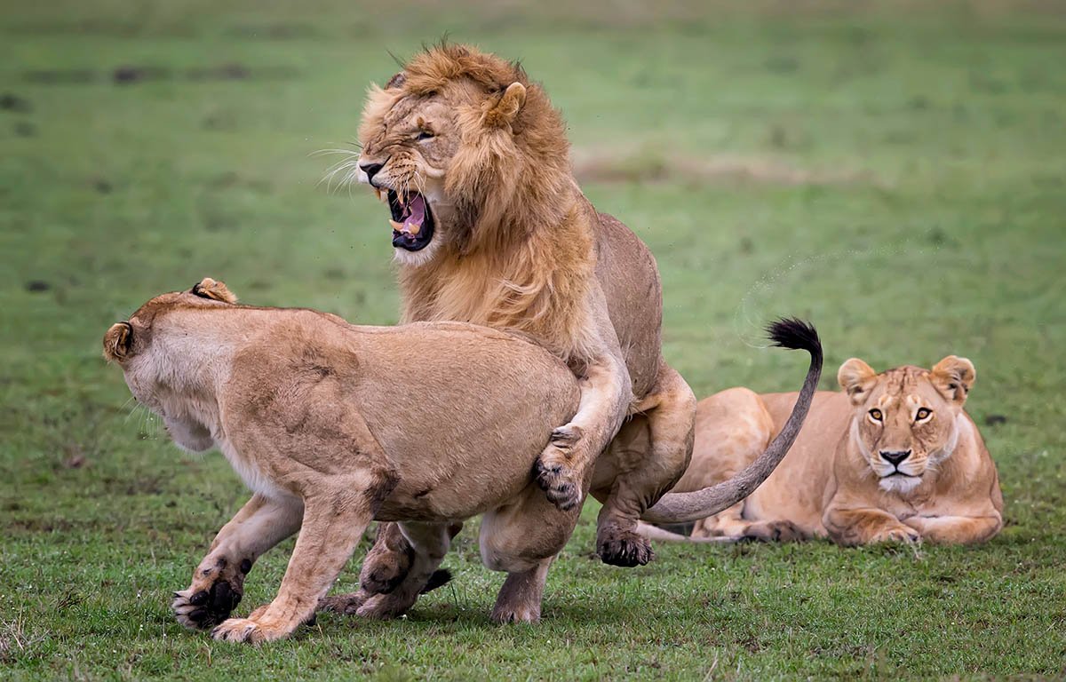Lions in Kenya, Africa