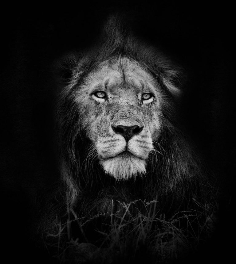 lion in Kenya, Africa