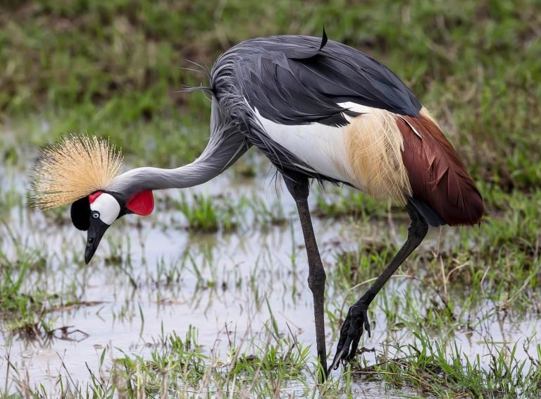 Wildlife in Kenya