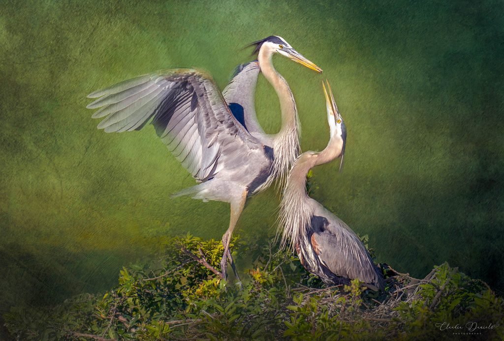 Florida Bird Photography Workshops & Tours