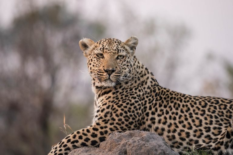 Leopard in Kenya, Africa.