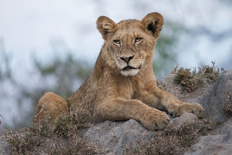 lion in Kenya, Africa.