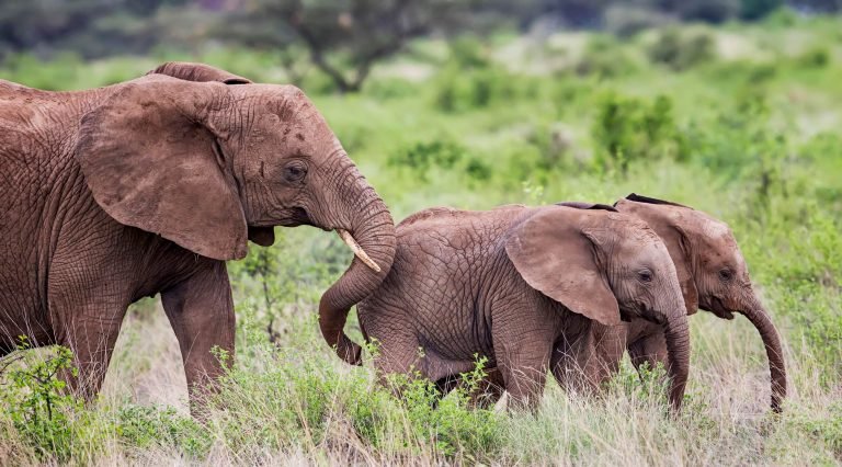 Elephants in Kenya, Africa
