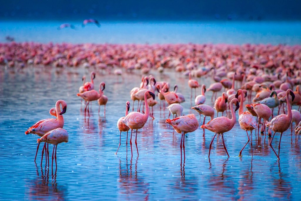 flamingos at Lake Nakuru in Kenya