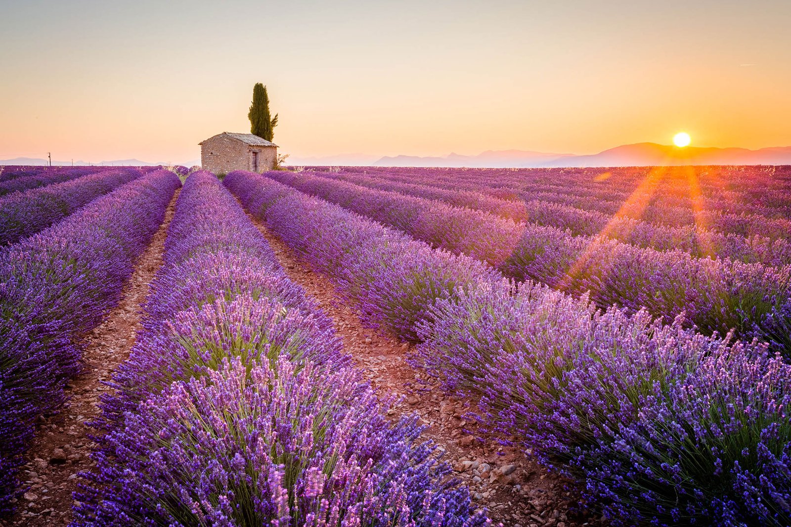 Lavender farm in Provence, France - Provence Photography Tours & Workshops