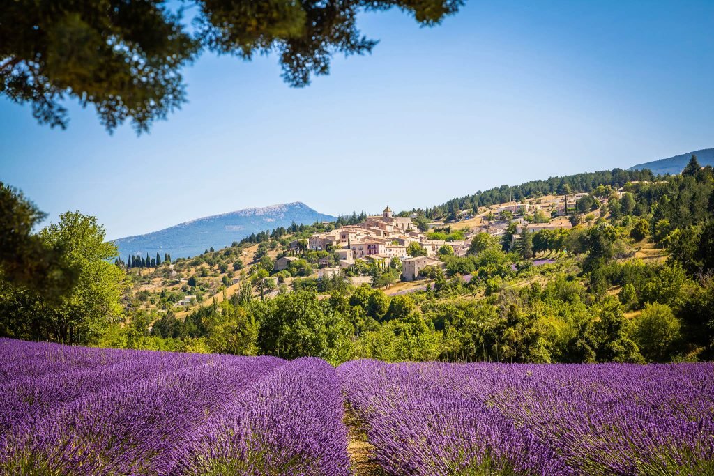 Lavender farm in Provence, France - Provence Photography Tours & Workshops