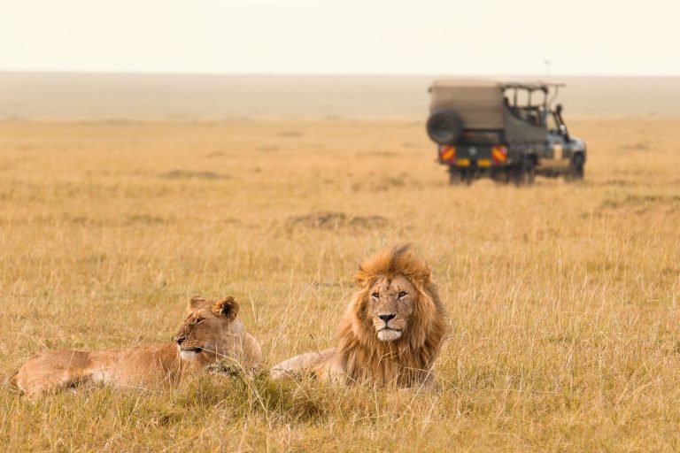 lions in Kenya, Africa.