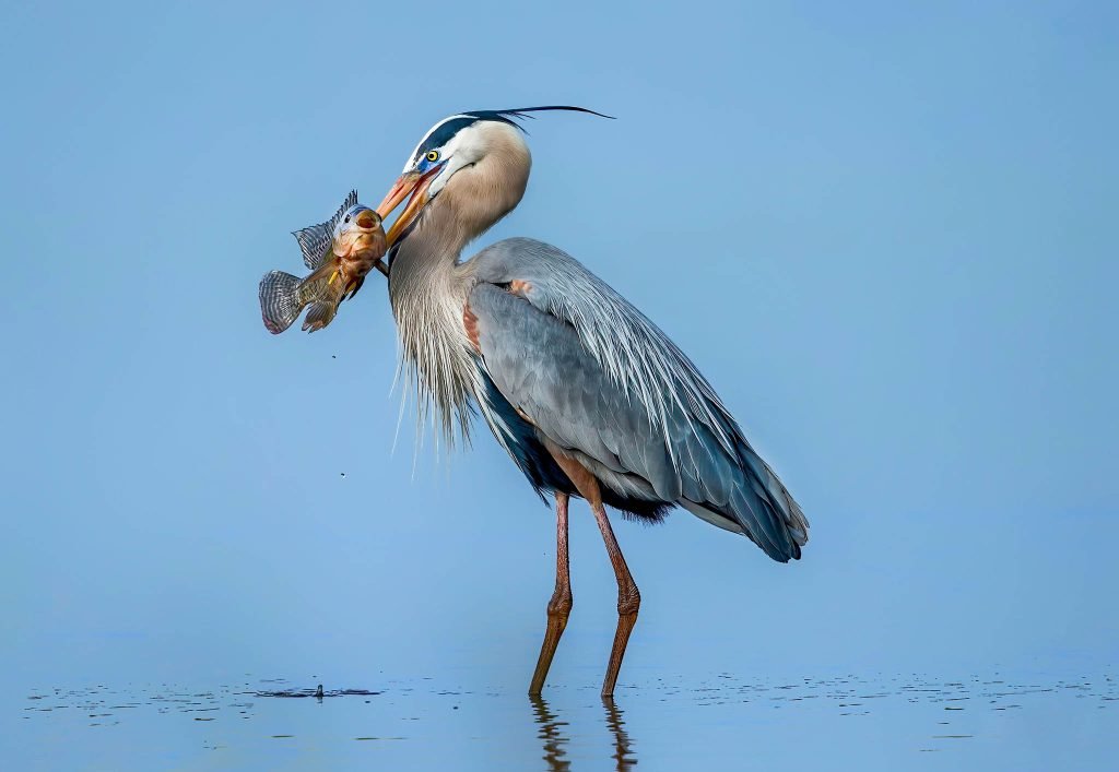 Florida Bird Photography Workshops & Tours