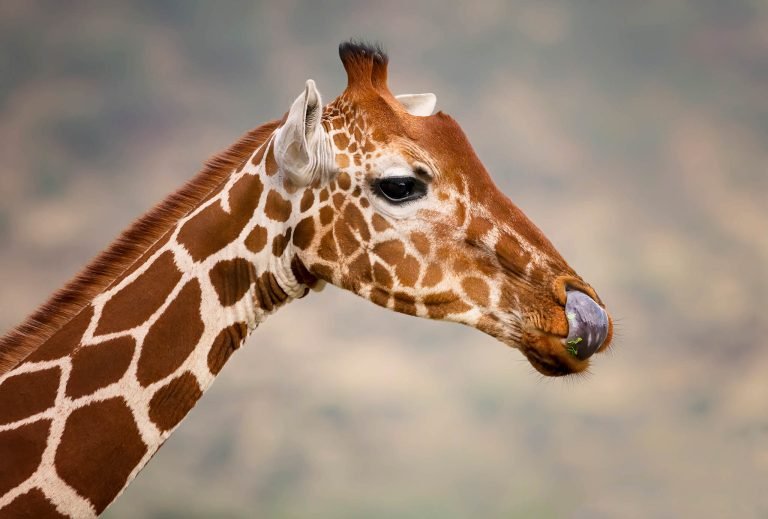 Giraffe in Kenya