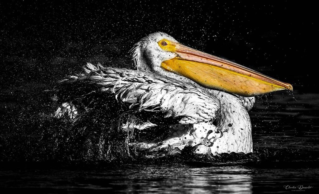 Pelican