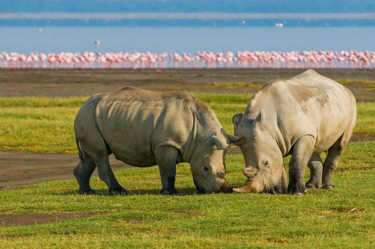 Rhino in Kenya