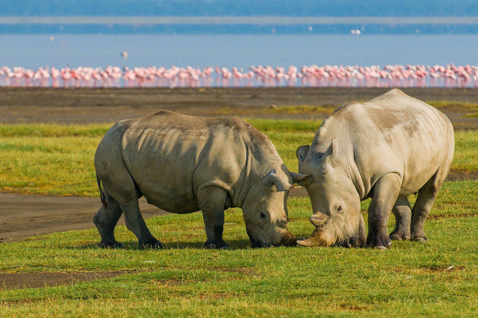 Rhino in Kenya.