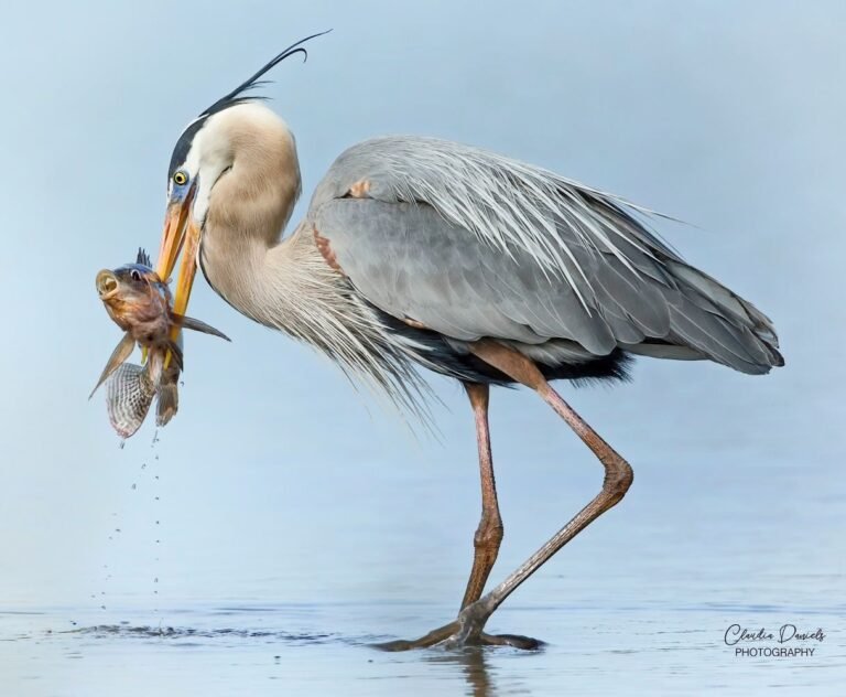 Florida Bird Photography Workshops & Tours