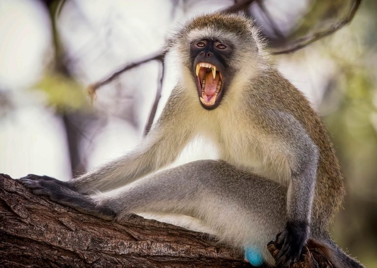 Wildlife in Kenya