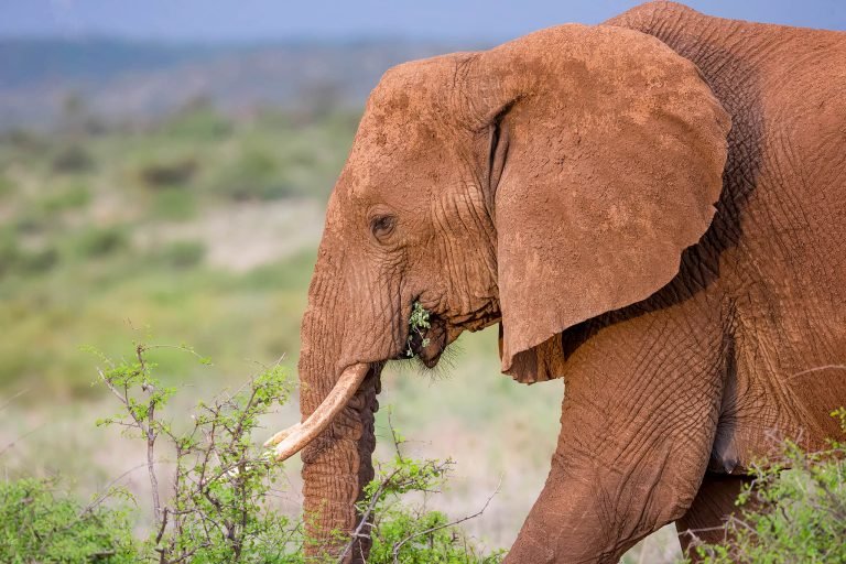 Elephant in Kenya