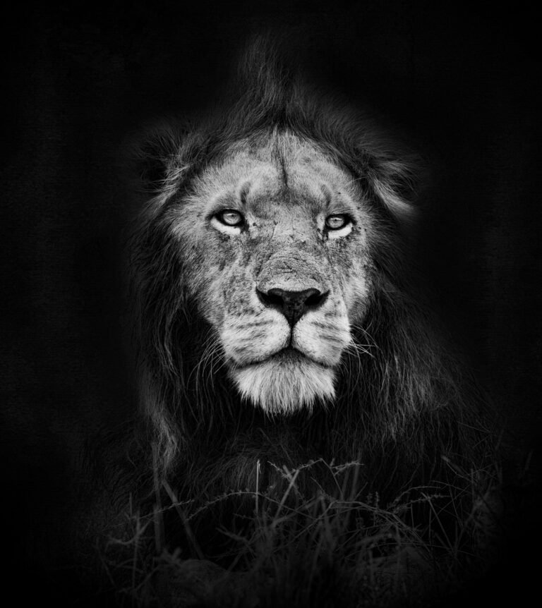 lion in Kenya