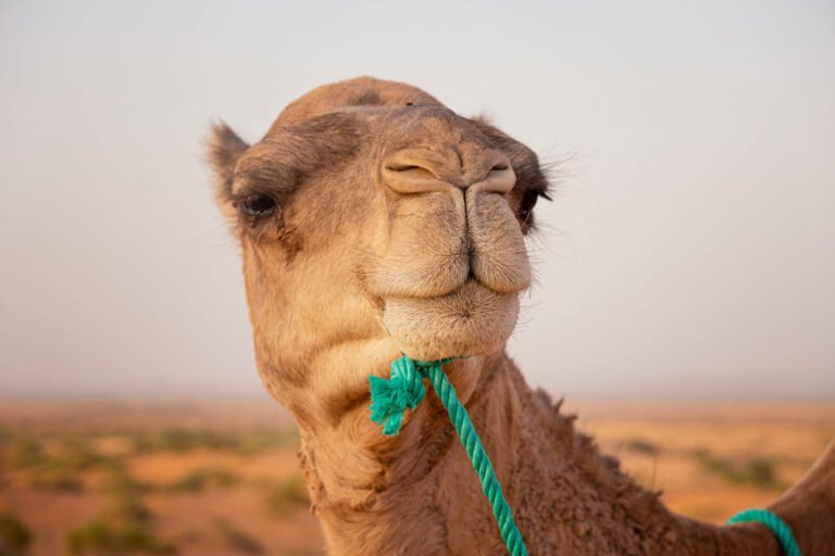 Camel in Morocco