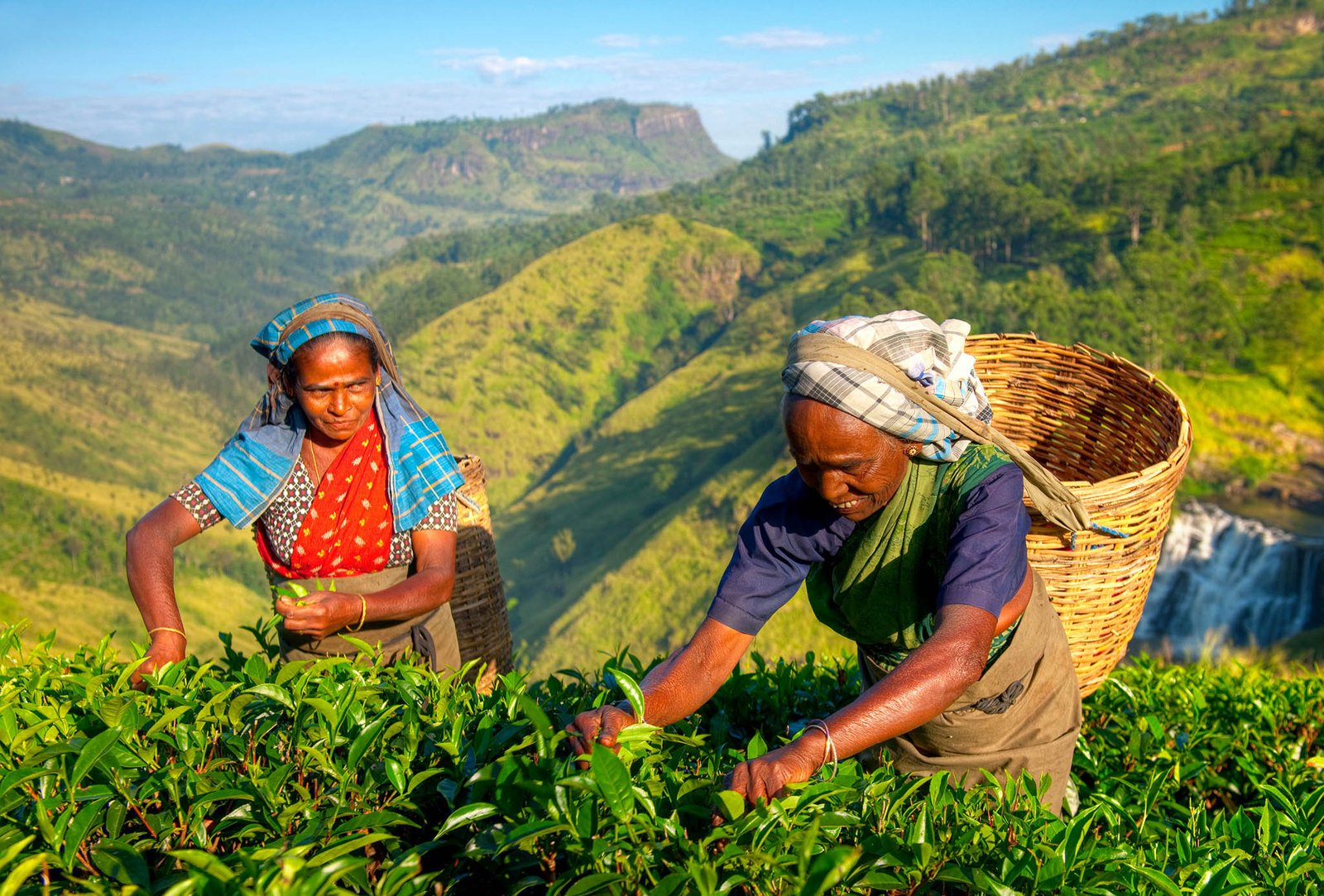 Picking tea in Sri Lanka