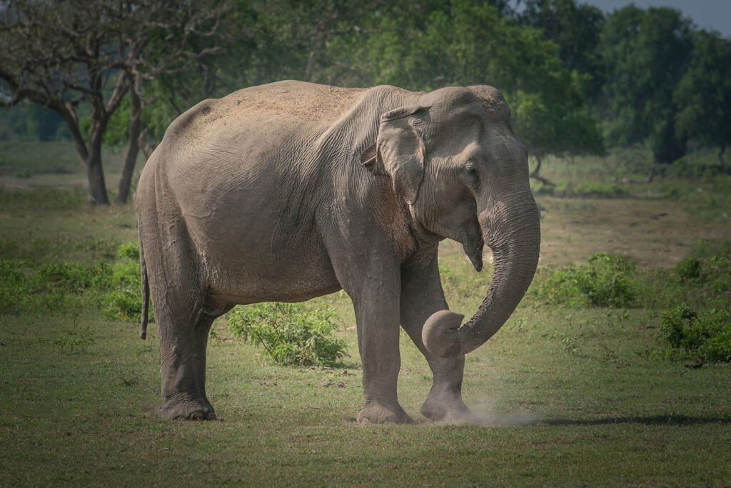 Elephant in Sri Lanka