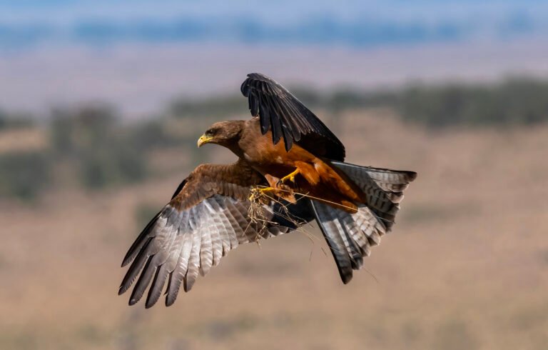 Wildlife in Kenya