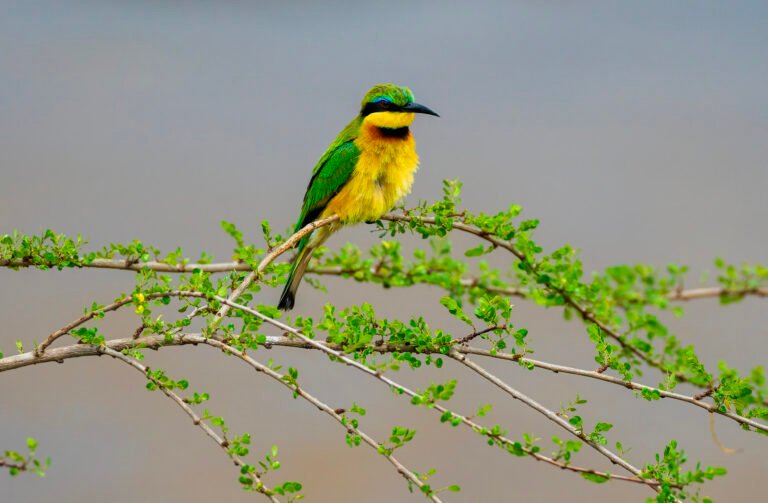 Birds in Kenya