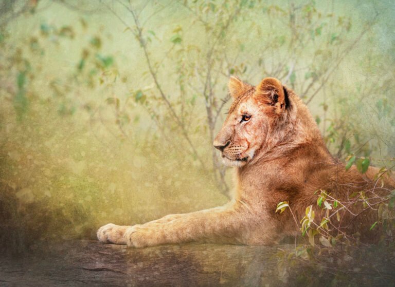 Wildlife in Kenya