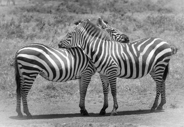 Zebra in Kenya, Africa