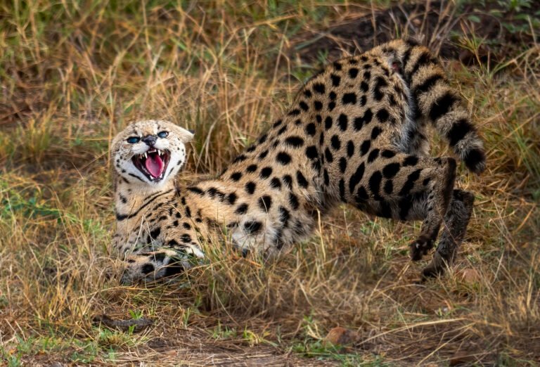 Wildlife in Kenya