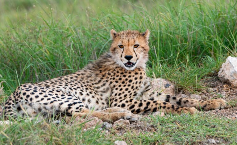 Cheetah