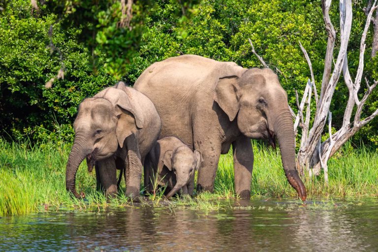 Elephants in Kenya