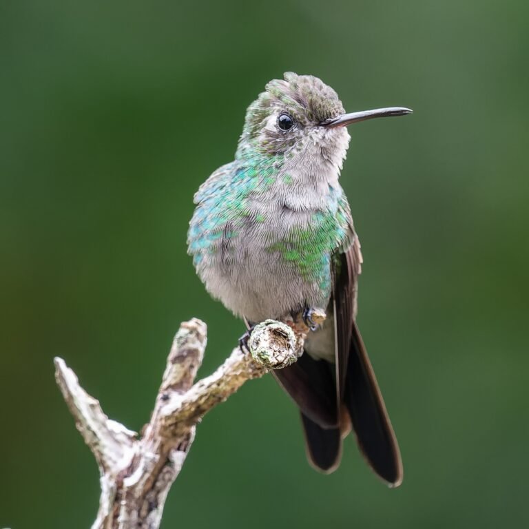 A,Closeup,Of,A,Cuban,Emerald,Perched,On,A,Branch