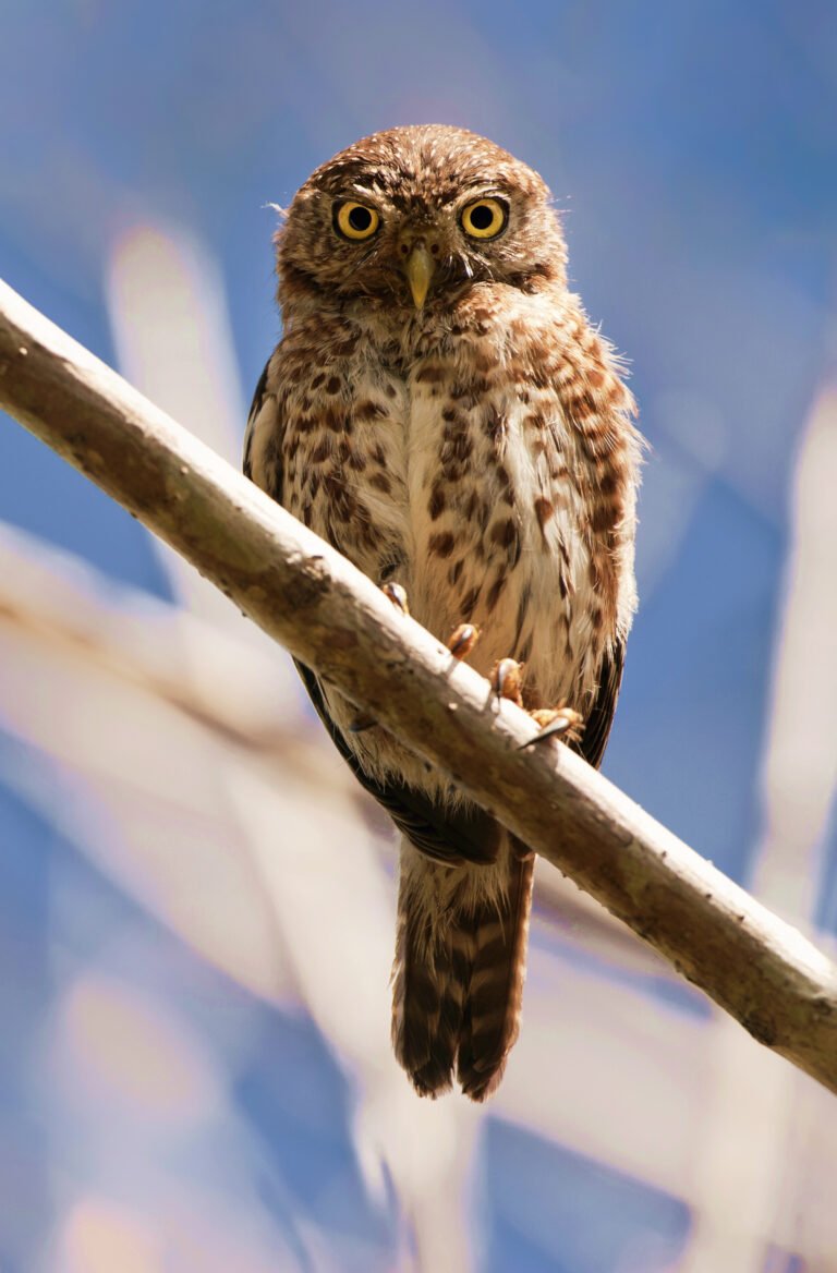 Cuban Pygmy-owl 2jpg