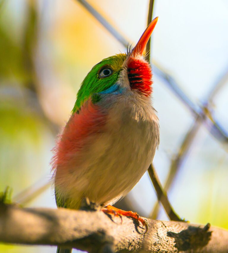 stock-photos-close-up-cuban-tody-image