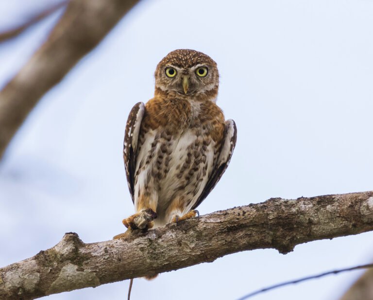 Cuban pygmy owl 1