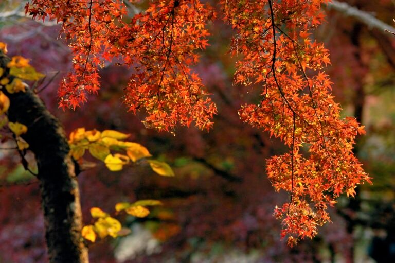 Japan in Fall