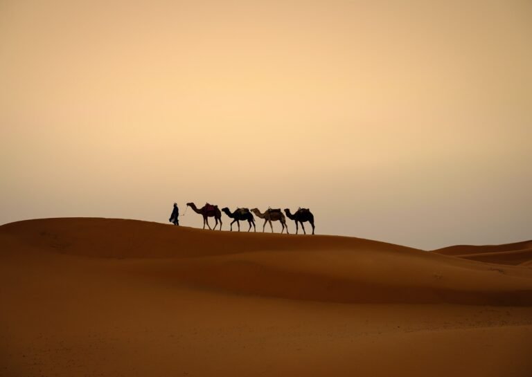 Berber and Camels in the Desert