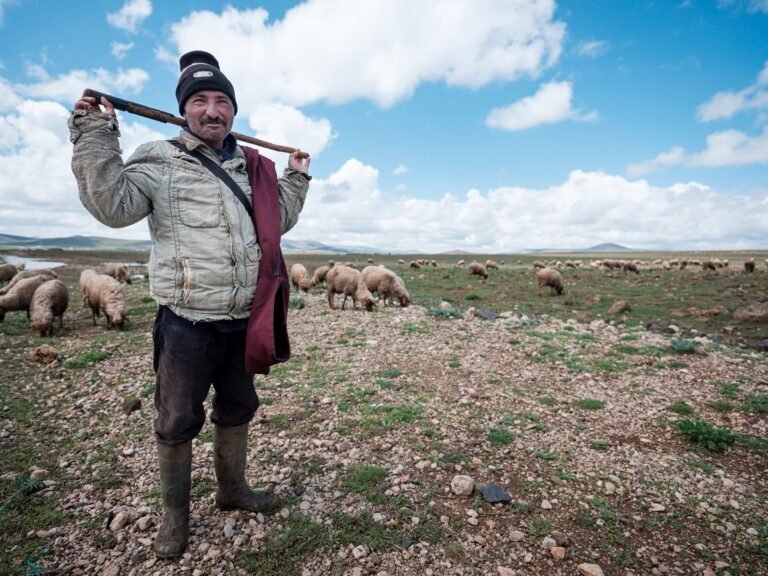 Moroccan Shepherd