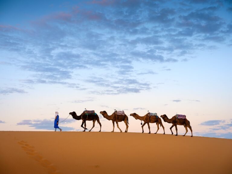 Berber and Camels in Merzouga