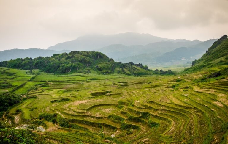 Rice paddy field in Sapa