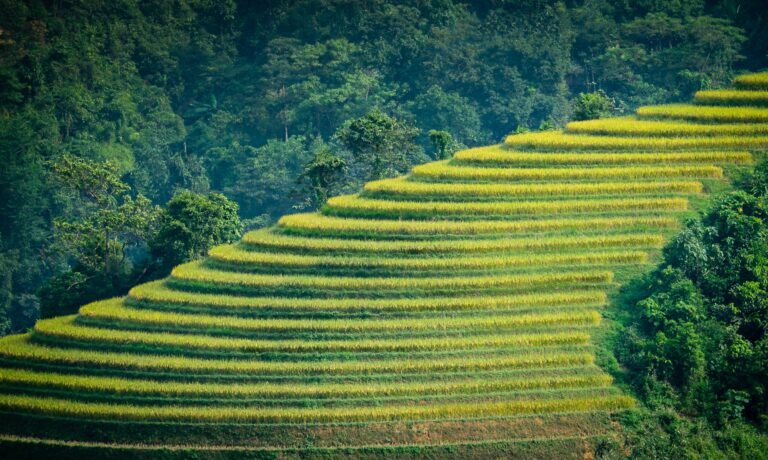 Sapa Rice Paddy