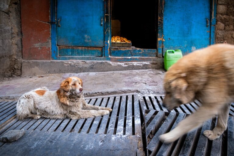 Ladakh, India