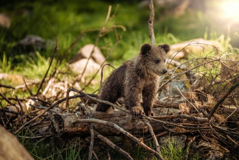 Brown Bear cub in Slovenia